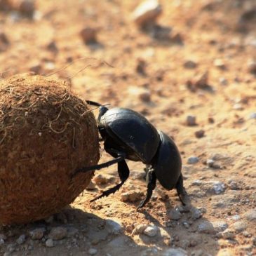 Su Babballotti