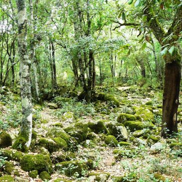 Complesso nuragico di Fanebas ad Assemini; Nuraghi Motti e Sa Domu ‘e s’Orku a Sarroch