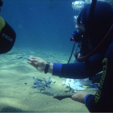 Il mare racconta
